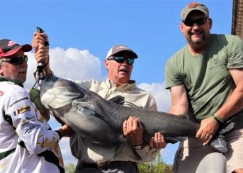 catfish, tournament, WCC, Savannah, Tennessee, blue cats, flatheads, fish care, skipjack, World Championship, Tennessee River, JR Sweat, Tennessee River Productions