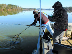 Blue catfish are Simpson’s go-to, year-round target but excellent seasonal fishing exists for flathead and channel catfish at Clarks Hill Lake.