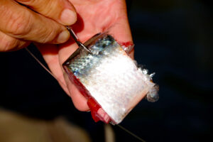 Skipjack herring cut-bait is Haney and Crimm’s go-to enticement for Alabama River catfish. (Keith Sutton photo)