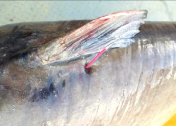 catfish, blue, Virginia, tagged, tagging, DWR, James River, Chickahominy River