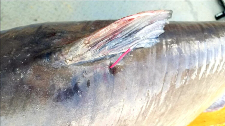 catfish, blue, Virginia, tagged, tagging, DWR, James River, Chickahominy River