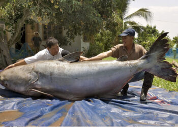 photo of a 646-pound Mekong giant catfish landed in Thailand