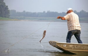 Allman reels in a catfish after using the trotline fishing method.