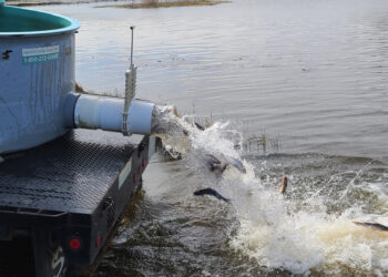 Multi-Year Catfish for Frank Jackson State Park