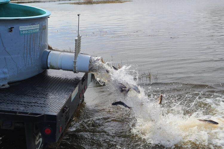 Multi-Year Catfish for Frank Jackson State Park