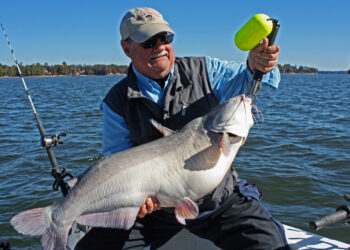 Lake Murray has an excellent diversity of blue catfish size classes and the potential for trophy fish is realistic.