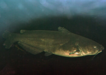 Blue catfish often reach huge sizes in Chesapeake Bay and its tributaries, leading some to worry that these increasingly abundant creatures could wreak havoc on the ecosystem.