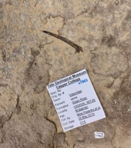 Ictaluridae spine at the Tate Geological Museum Casper College collected in the Green River Formation in Wyoming (Anietra Hamper Photo)