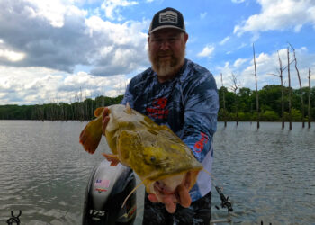 Flatheads, much more so than channel catfish, blues or bullheads, tend to favor live bait, especially live fish that match local forage.