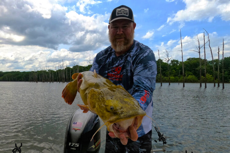 Flatheads, much more so than channel catfish, blues or bullheads, tend to favor live bait, especially live fish that match local forage.