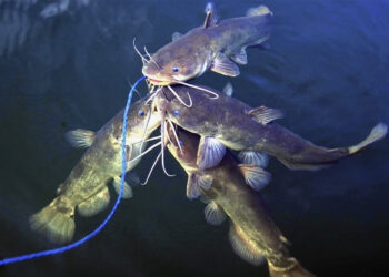 Bullheads rarely exceed a pound but thanks to their abundance and hard-fighting nature, they’re favorites of many anglers.