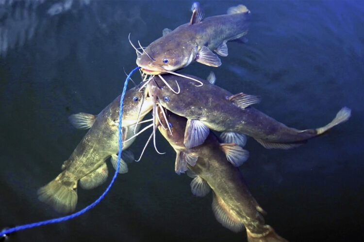 Bullheads rarely exceed a pound but thanks to their abundance and hard-fighting nature, they’re favorites of many anglers.