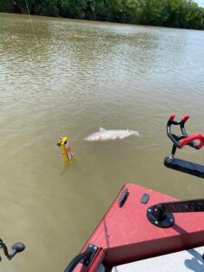 Chris Souders likes the versatility of the Pro Mag boards. The Pro Mags do everything from dragging baits to suspending baits in any lake or river. 