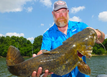 Jay Gallop with a hefty Alabama River flathead taken on live bait, but much larger flatheads roam these waters as well.