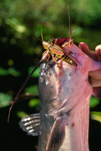 Grasshoppers don’t rate high on the list of most-popular catfish baits, but a big, juicy ‘hopper presented tantalizingly on the surface is a great enticement for jumbo cats.