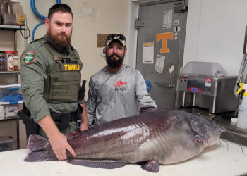Tennessee Wildlife Officer Dalton Gooch pictured with Micka Burkhart (right) with the likely new Tennessee State Record Blue Catfish. The fish, which was released alive, weighed 118.7 pounds on certified scales, topping the 24-year-old previous record of 112 pounds. (Photo courtesy Bryan Ladd)