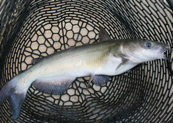 Channel catfish are abundant at Lake Moultrie and according to recent biological data, this fishery can handle more fishing pressure. (T. Madewell Photo)