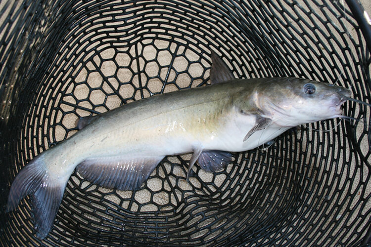 Channel catfish are abundant at Lake Moultrie and according to recent biological data, this fishery can handle more fishing pressure. (T. Madewell Photo)