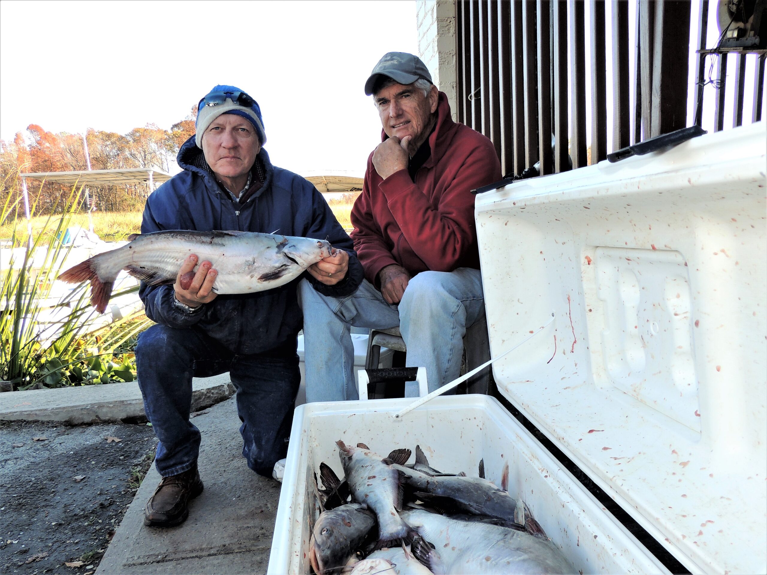 Beginner, catfish, catfishing, blue catfish, flathead catfish, channel catfish, Missouri Department of Conservation, Table Fare, conservation, cleaning catfish