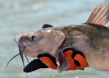 Channel, blue, white and flathead catfish can be caught in Lake Moultrie and Lake Marion in the Santee Cooper lake system.