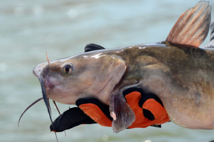 Channel, blue, white and flathead catfish can be caught in Lake Moultrie and Lake Marion in the Santee Cooper lake system.
