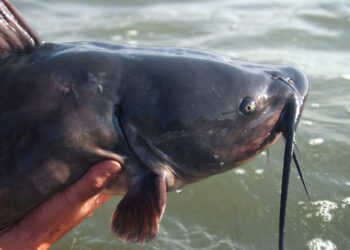 The Red River on the border of North Dakota and Minnesota is well known for producing monster channel cats like this, many of which weigh 20 to 30 pounds or more.