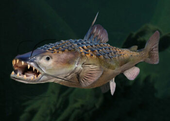 When we talk about bioengineering new and better fish, it’s easy to let our imaginations run wild. Wouldn’t you like to catch a GatorCat?