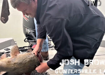 Intermediate, catfish, catfishing, blue catfish, flathead catfish, channel catfish, tournament, The CatMasters, Major League Tour, Wheeler Lake, Wilson Lake, Guntersville, Alabama, Bryan St. Alma, Jennifer St Alma, Jeremy Busby, Ty Lee Nall, James Milton, Jesse Swan, Josh Brown, JR Hall, Aaron Churchwell