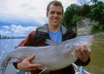 The opportunity to once again catch heavyweight blue cats like this has Pennsylvania anglers excited. When blues released in the Ohio River mature, they will be the largest gamefish in the Commonwealth, often outweighing striped bass, carp, muskies and flathead catfish.