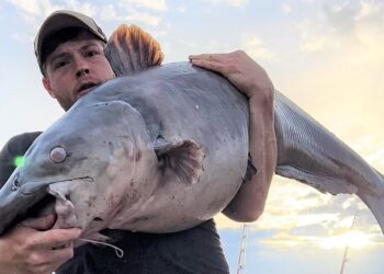 Intermediate, catfish, catfishing, blue catfish, flathead catfish, channel catfish, creek, anchor, fishing, bream, circle hooks, Lake Hartwell, timber, Aaron Riggins, Thomas Walker Jr