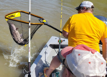 Fishing guide Brad Durick slides the net under a dandy Red River channel cat for a client.
