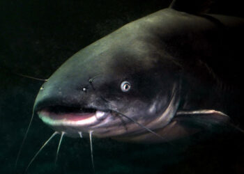 Populations of invasive blue catfish, flathead catfish and snakeheads in Chesapeake Bay and its tributaries continue growing, prompting Maryland's governor to call for a federal disaster declaration.