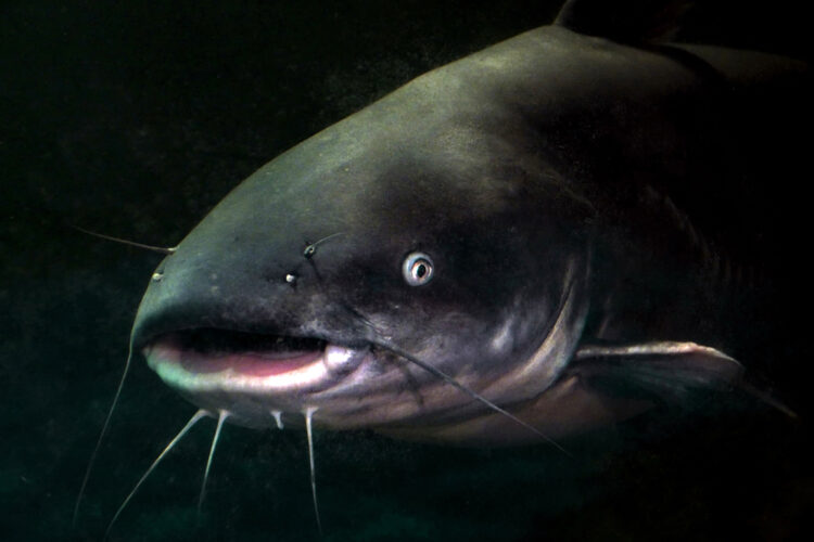 Populations of invasive blue catfish, flathead catfish and snakeheads in Chesapeake Bay and its tributaries continue growing, prompting Maryland's governor to call for a federal disaster declaration.