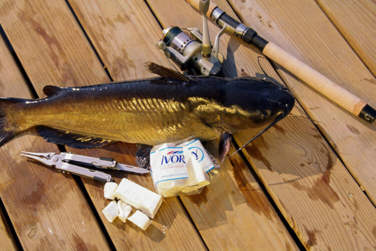 Why would one put a piece of soap on a hook and use it for catfish bait? Because it works, that’s why. Some types of soap have been used to attract catfish for more than a century.