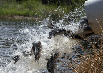 Grab your fishing pole! The Indiana DNR is stocking urban lakes statewide with hard-hitting, good-eating channel catfish.
