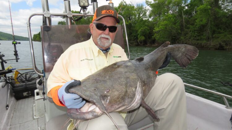 beginner, catfish, fishing, sonar, GPS, marine electronics, bnm poles, driftmaster rod holders, flatheads, sonar, GPS, downscan, sidescan, structure, fallen trees, submerged trees, Pounders, Gallup, Goodwin, Crimm, Haney, Severns, Hughey, Eric Carlson, Ty Konkle, Roger Breedlove, Richard Chapman