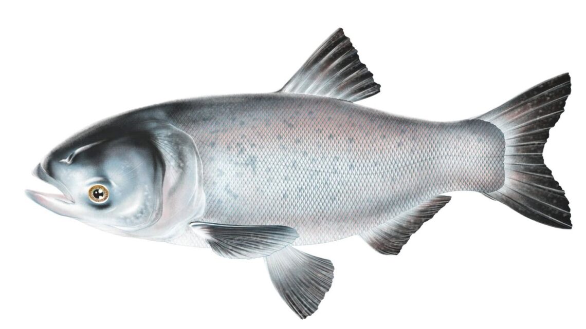 beginner, catfish, fishing, flathead, channel cat, Asian carp, bighead, black, grass, silver, carp, copi, Illinois Department of Natural Resources