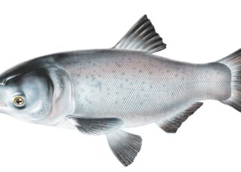 beginner, catfish, fishing, flathead, channel cat, Asian carp, bighead, black, grass, silver, carp, copi, Illinois Department of Natural Resources