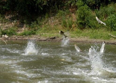 beginner, catfish, fishing, flathead, channel cat, Asian carp, bighead, black, grass, silver, carp, copi, Illinois Department of Natural Resources