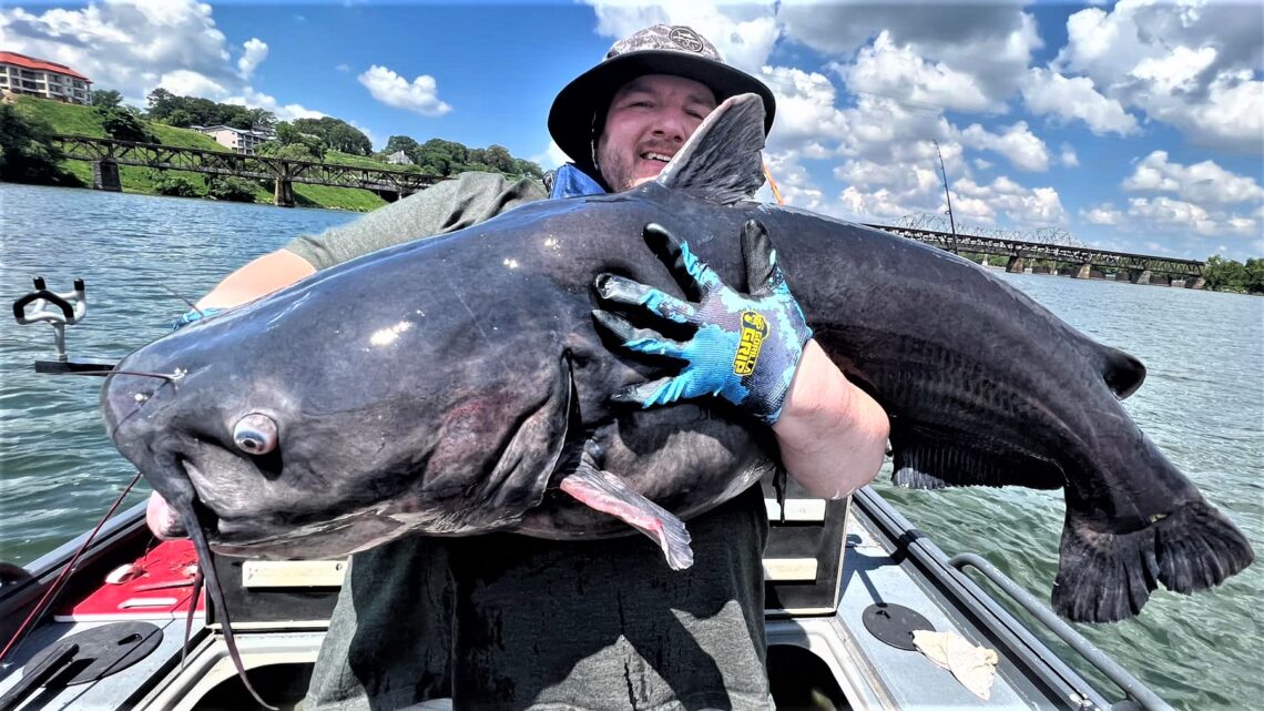 intermediate, catfish, catfishing, Richard Simms, Ty Konkle, Mike Mitchell, Scenic City Fishing Charters, chicken, skipjack, free line, Tennessee River, Wilson, Wheeler