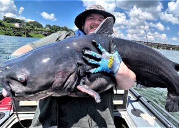 intermediate, catfish, catfishing, Richard Simms, Ty Konkle, Mike Mitchell, Scenic City Fishing Charters, chicken, skipjack, free line, Tennessee River, Wilson, Wheeler