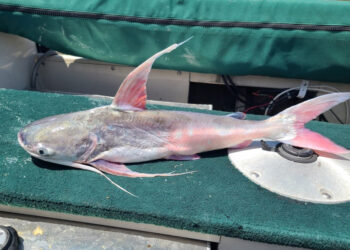 Gafftopsail catfish often show up in state agency surveys of shallow-water species. The fish are opportunistic and feed on live or dead items from the top of the water column to the bottom.