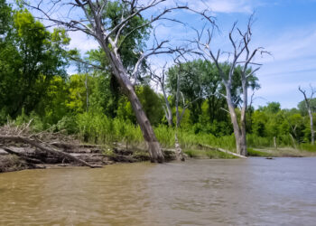 This steep cut bank with snags near it is a perfect example of where a catfish might find a hole to nest in. Catfish can be caught tight up to the bank near these holes.