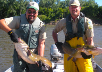 Minnesota DNR fisheries research biologists hold large flathead catfish netted for a three-year study to determine population and size structure in a portion of the Minnesota River.