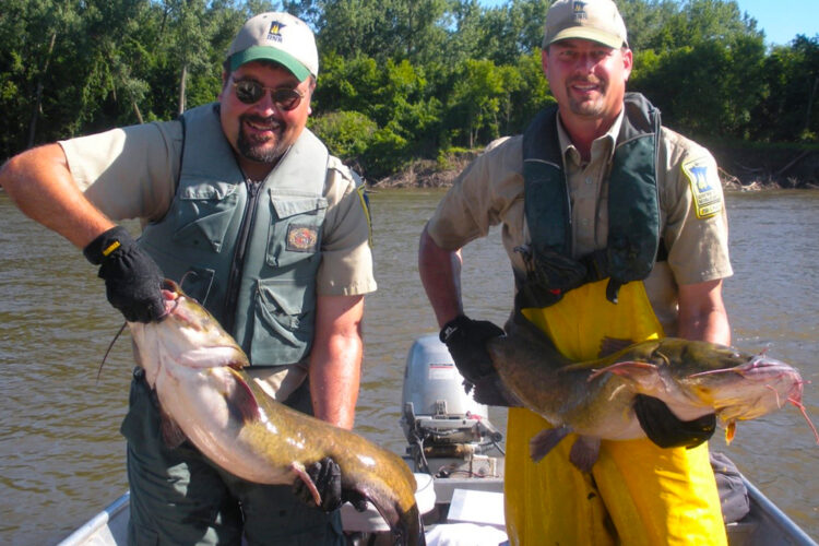 Minnesota DNR fisheries research biologists hold large flathead catfish netted for a three-year study to determine population and size structure in a portion of the Minnesota River.