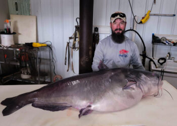 Since he has been down this road before, Micka Burkhart knew exactly where to go to weigh his likely new Tennessee state record catfish (122.3 pounds). He said he called them in advance and the folks at Who Dat Processing were ready and waiting when he got there so they could get the certified weight quickly and return the fish to the river. (Photo courtesy Micka Burkhart)