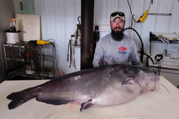 Since he has been down this road before, Micka Burkhart knew exactly where to go to weigh his likely new Tennessee state record catfish (122.3 pounds). He said he called them in advance and the folks at Who Dat Processing were ready and waiting when he got there so they could get the certified weight quickly and return the fish to the river. (Photo courtesy Micka Burkhart)