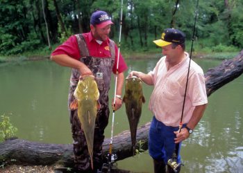 Wise catfish anglers practice restrictive harvest, releasing large fish (like the flathead on the left) to be caught another day and keeping smaller, more abundant fish (like the one on the right) to eat.