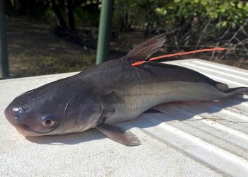 A tagged blue catfish caught in July 2023 for the Satilla tagging study. Reporting information about tags and tagged fish can help biologists learn more about the impacts these predators could be having on the river’s ecosystem. (courtesy of Georgia DNR)