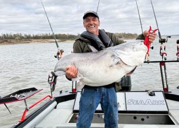 Intermediate, catfish, catfishing, blue catfish, flathead catfish, channel catfish, Chris Stout, Mikel Pugh, Dustin Hill, Bass Pro Shops, Mississippi River, Anchor, Skipjack